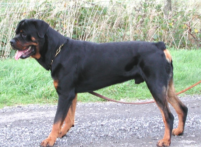 Trained Family Protection Dog (Sold) - Tyson