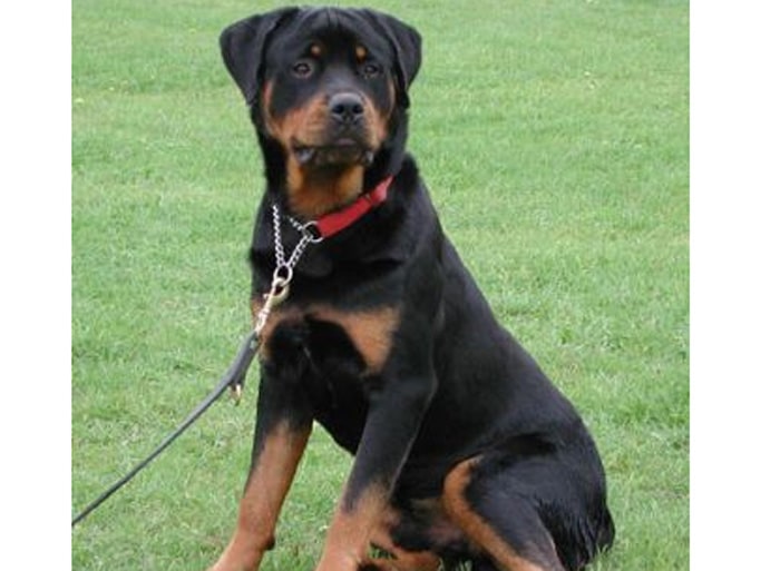 Trained Family Protection Dog (Sold) - Tyson