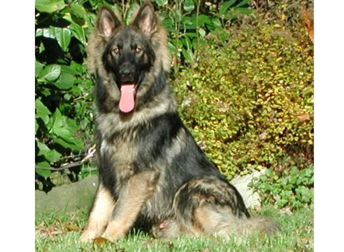 Trained Family Protection Dog (Sold) - Tyson