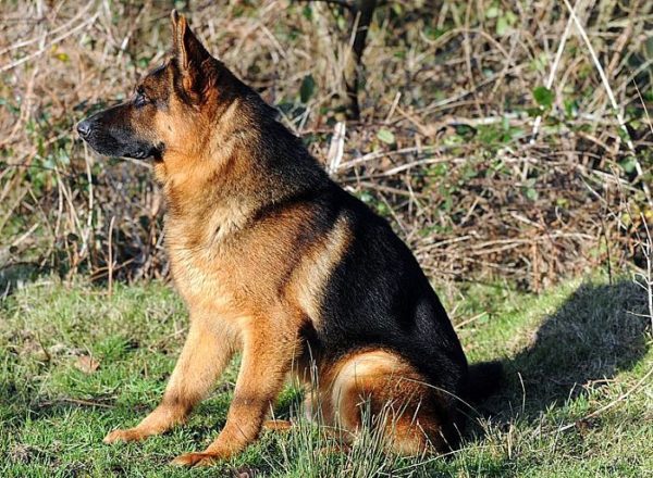 Trained Family Protection Dog (Sold) - Vait