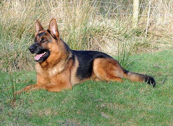 Trained Family Protection Dog (Sold) - Vait