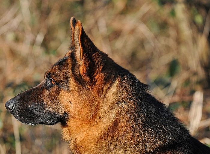 Trained Family Protection Dog (Sold) – Vait
