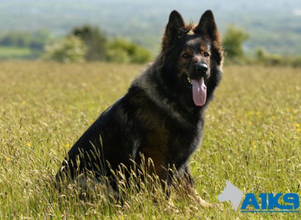 Trained Family Protection Dog (Sold) - Vicky