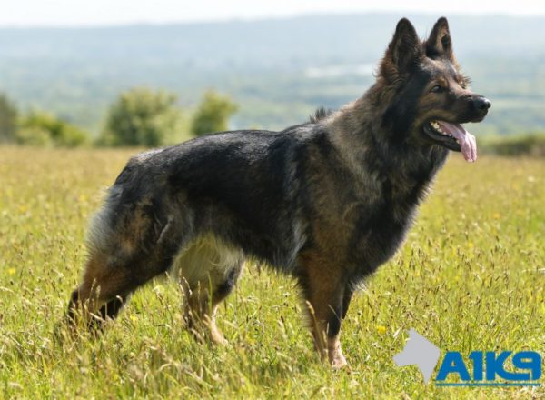 Trained Family Protection Dog (Sold) - Vicky