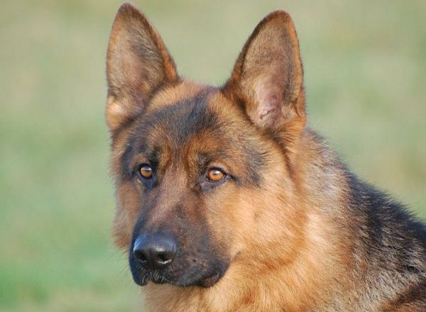 Trained Family Protection Dog (Sold) - Videx Dekka