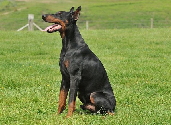 Trained Family Protection Dog (Sold) - Warwick