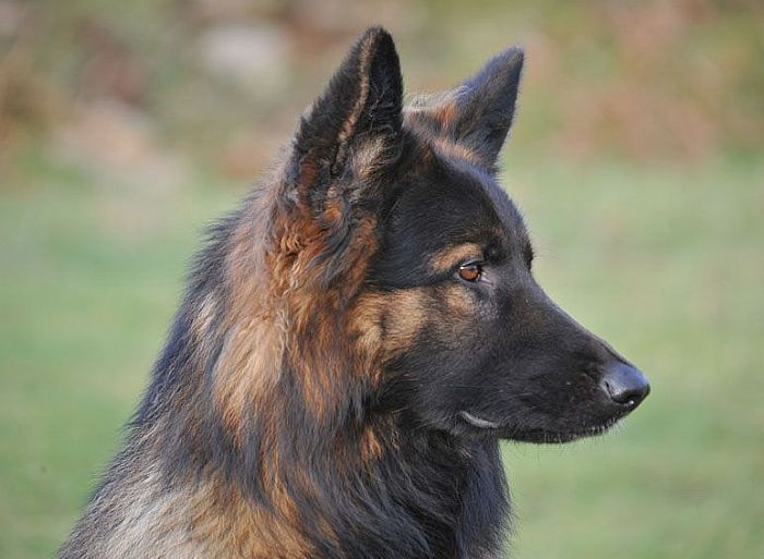 Trained Family Protection Dog (Sold) - Wasko