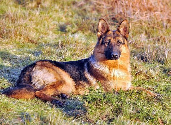 Trained Family Protection Dog (Sold) - Wilson