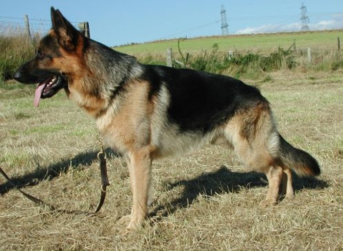 Trained Family Protection Dog (Sold) - Wolfie