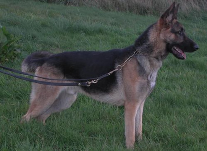 Trained Family Protection Dog (Sold) - Wolfie
