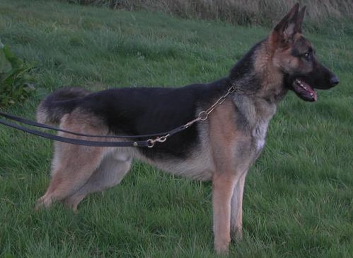Trained Family Protection Dog (Sold) – Wolfie