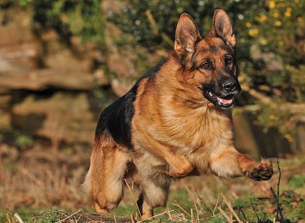 Trained Family Protection Dog (Sold) - Xavier