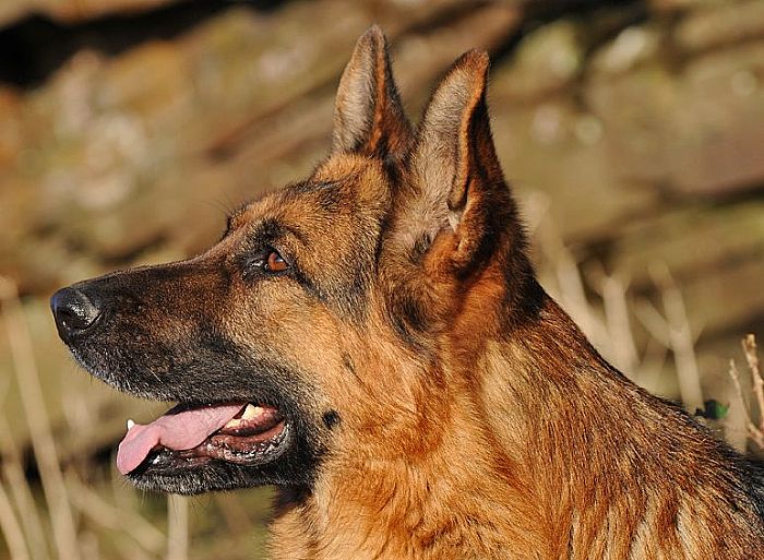 Trained Family Protection Dog (Sold) - Xavier
