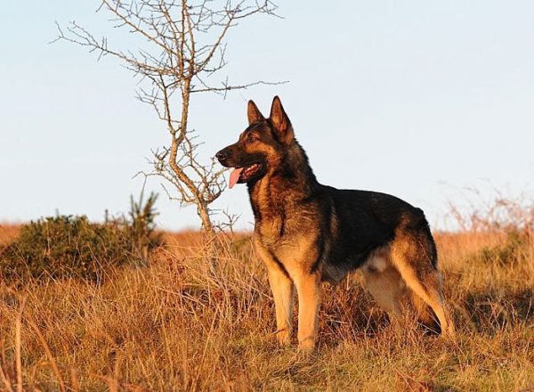 Trained Family Protection Dog (Sold) - Xero