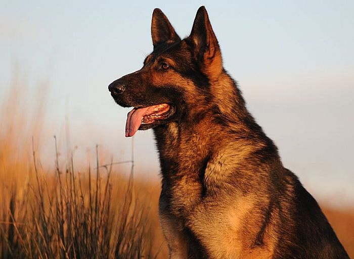Trained Family Protection Dog (Sold) - Xero