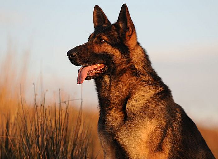 Trained Family Protection Dog (Sold) – Xero