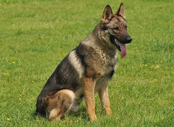 Trained Family Protection Dog (Sold) - Yambo