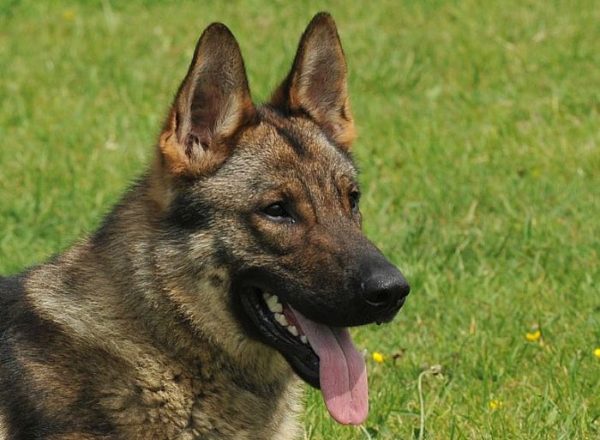 Trained Family Protection Dog (Sold) - Yambo