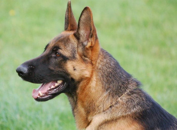 Trained Family Protection Dog (Sold) - Yango