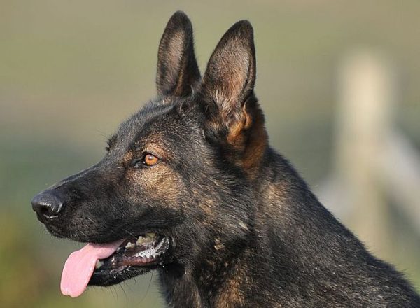 Trained Family Protection Dog (Sold) - Yargo