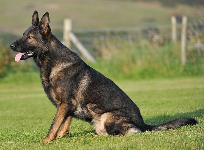Trained Family Protection Dog (Sold) - Yargo