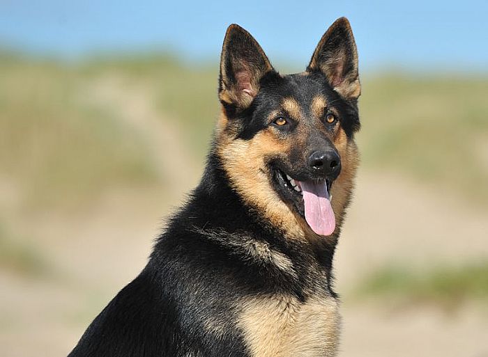 Trained Family Protection Dog (Sold) - Zack