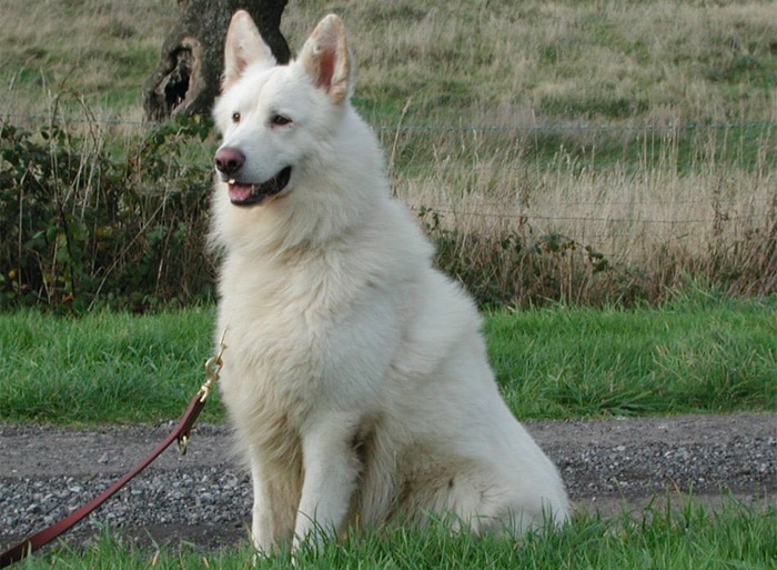Trained Family Protection Dog (Sold) - Zack