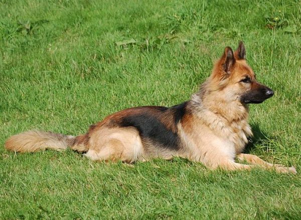 Trained Family Protection Dog (Sold) - Zack