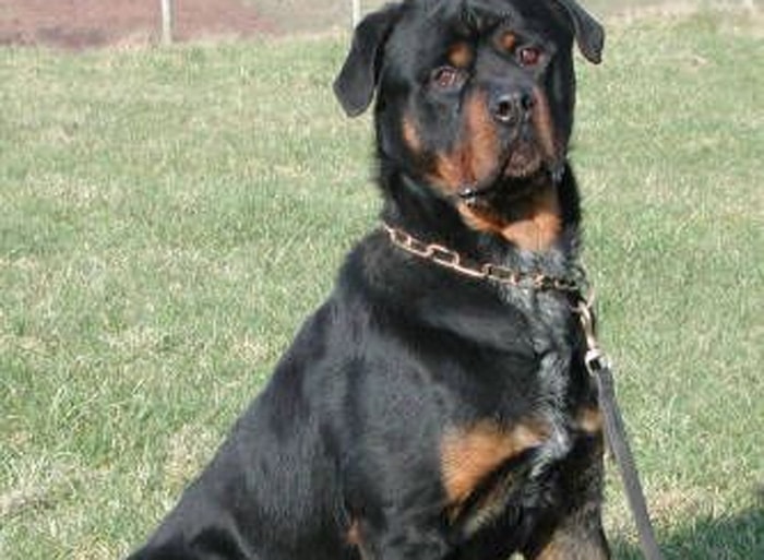 Trained Family Protection Dog (Sold) - Zack