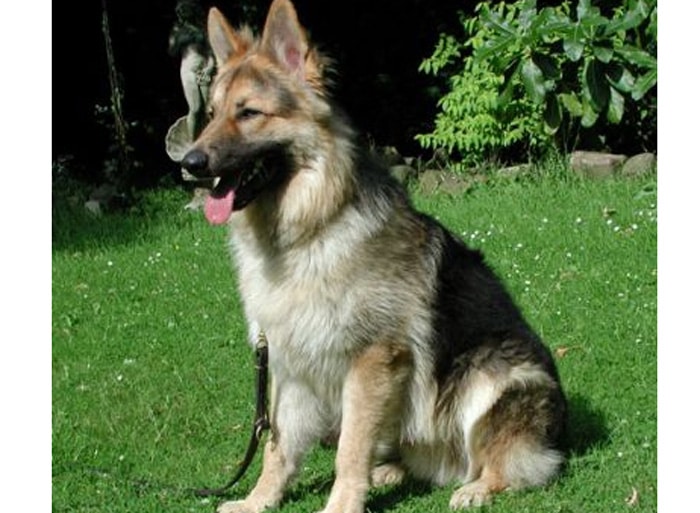 Trained Family Protection Dog (Sold) - Zack