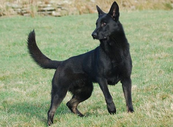 Trained Family Protection Dog (Sold) - Zaghe