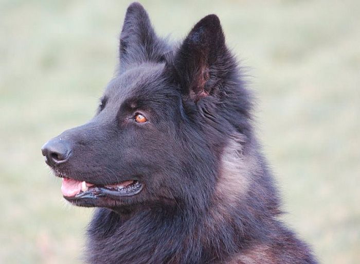 Trained Family Protection Dog (Sold) - Zak