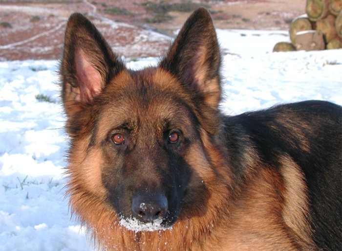 Trained Family Protection Dog (Sold) - Zak