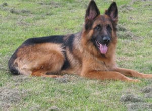 Trained Family Protection Dog (Sold) - Zak