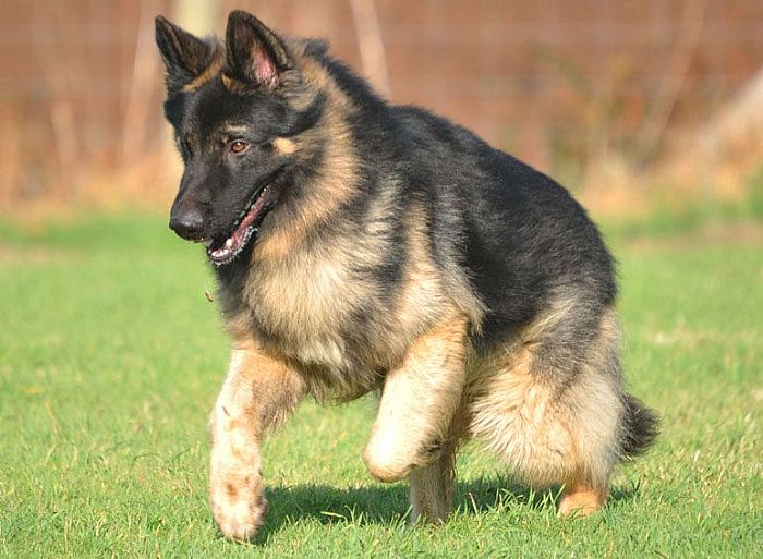 Trained Family Protection Dog (Sold) - Zak