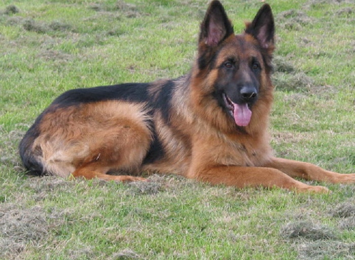 Trained Family Protection Dog At A1K9 (Sold) – Zak