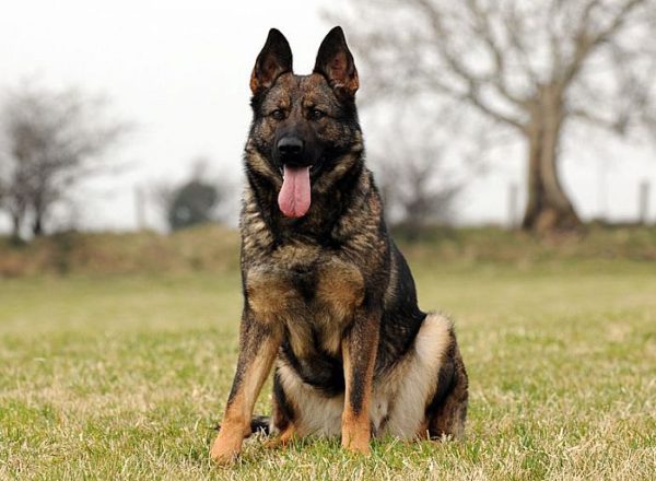 Trained Family Protection Dog (Sold) - Zaki