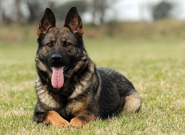 Trained Family Protection Dog (Sold) - Zaki