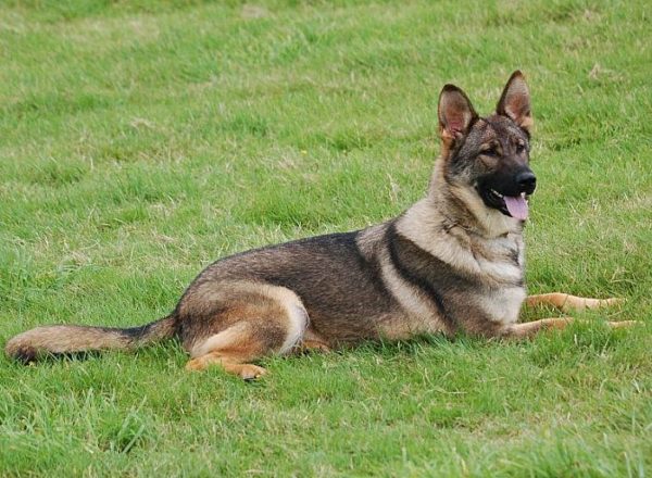 Trained Family Protection Dog (Sold) - Zara