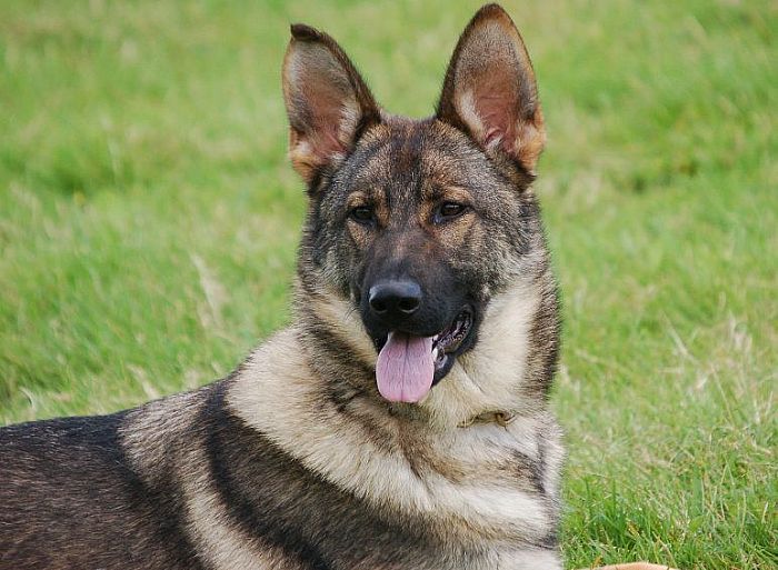 Trained Family Protection Dog (Sold) - Zara