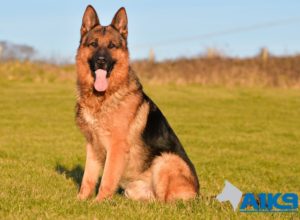 Trained Family Protection Dog (Sold) - Zemo