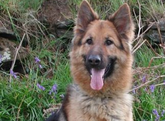 Trained Family Protection Dog (Sold) - Zena