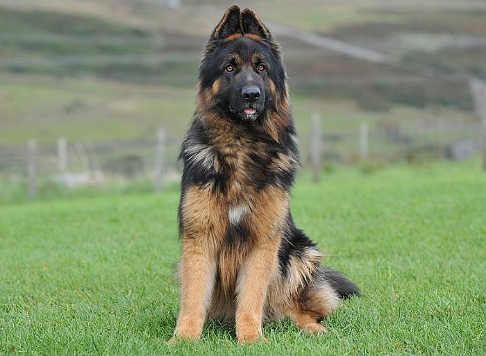 Trained Family Protection Dog (Sold) - Zeus