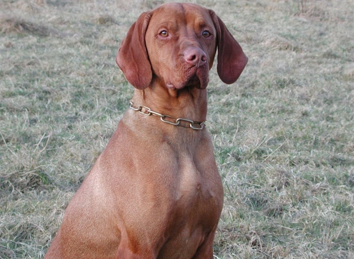 Trained Family Protection Dog (Sold) - Zeus