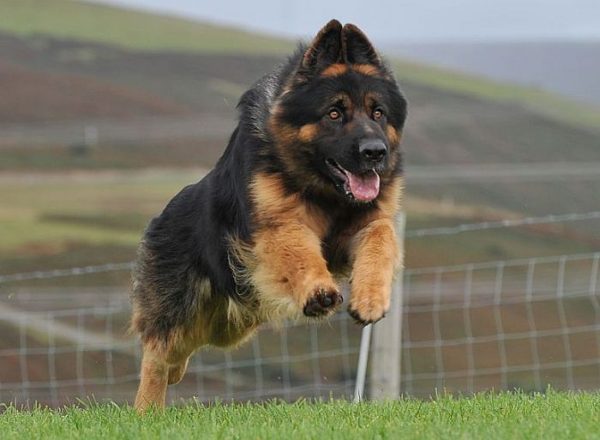 Trained Family Protection Dog (Sold) - Zeus