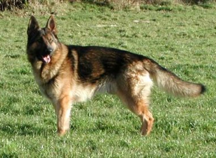 Trained Family Protection Dog (Sold) - Zeus