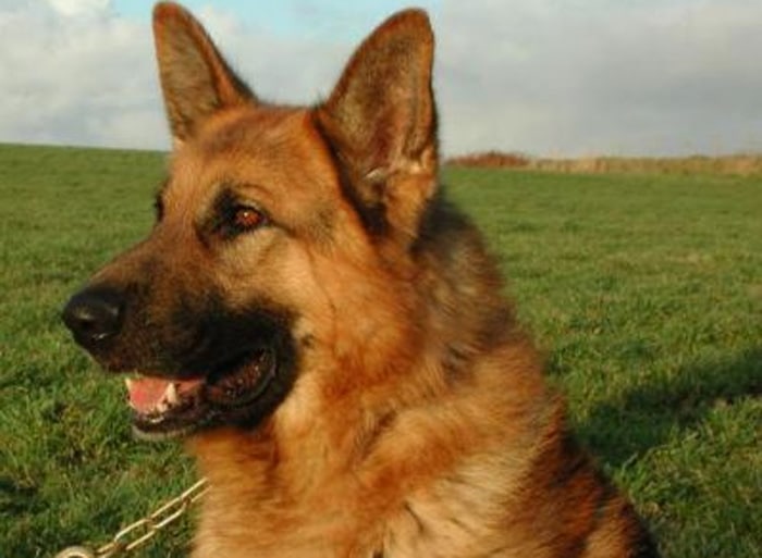 Trained Family Protection Dog (Sold) - Zeus