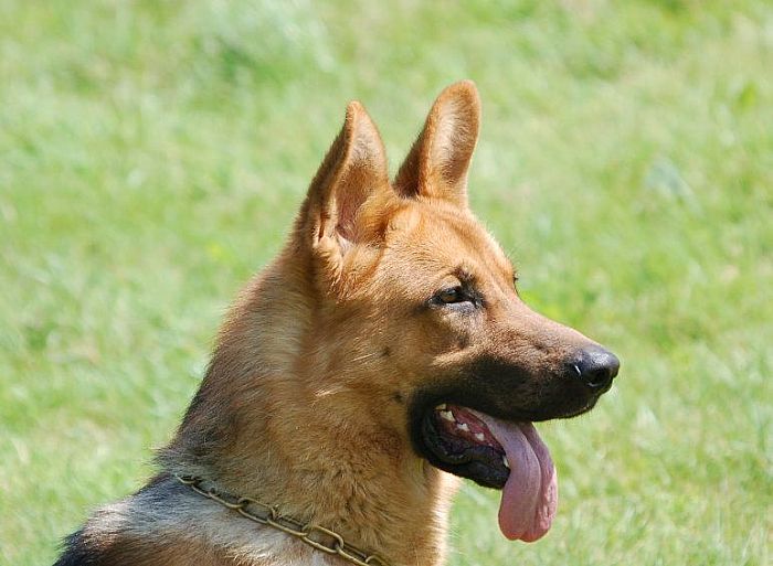 Trained Family Protection Dog (Sold) - Zeus