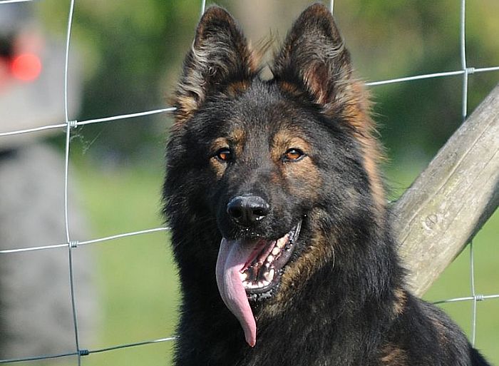 Trained Family Protection Dog (Sold) - Ziggy