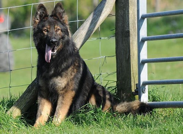 Trained Family Protection Dog (Sold) - Ziggy